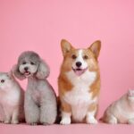 regali per appassionati di animali