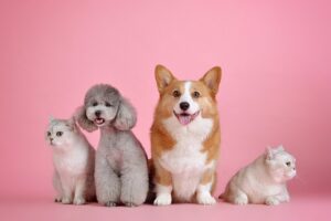 regali per appassionati di animali